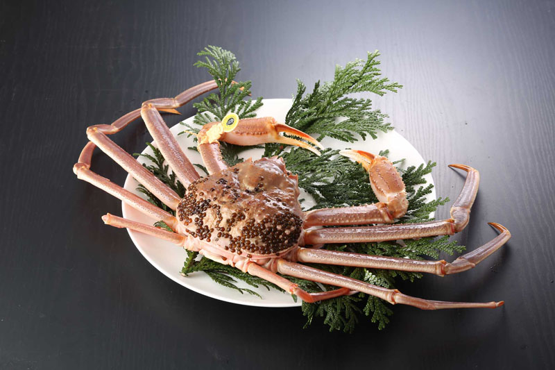 越前がに(活き 単品) 特大 1.2kg~1.3kg