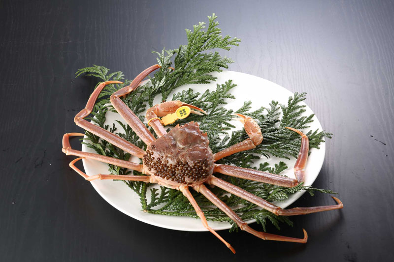 越前がに(活き 単品) 小 500g~600g