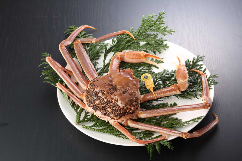 わけあり越前がに(活き 単品) 中 700g~800g