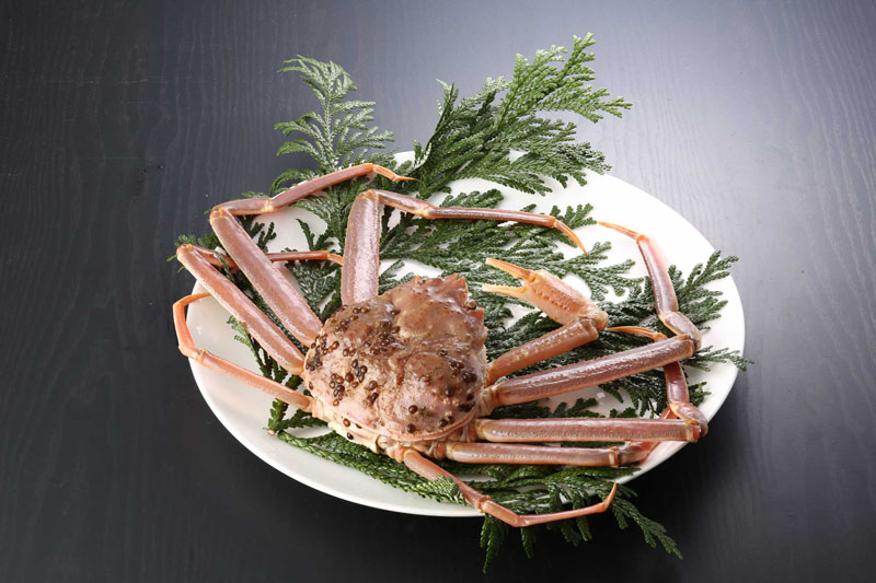 わけあり越前がに(活き 単品) 小 500g~600g