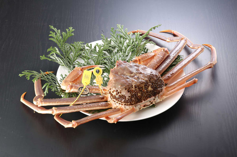 越前がに(活き 単品) 極 1.5kg~