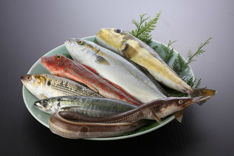 活魚セット 小 福井県の活魚セット