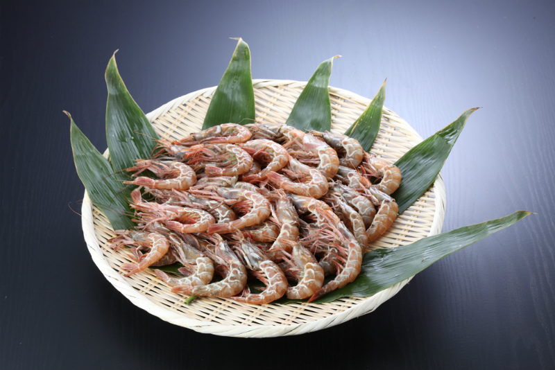 活魚セット ガサえび 50匹セット