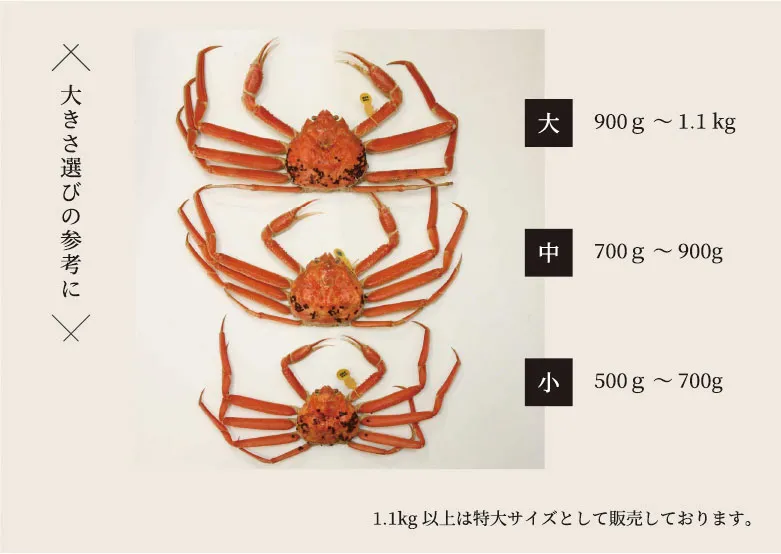 大きさ選びの参考に