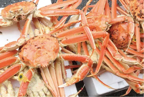 越前かにの釜茹で